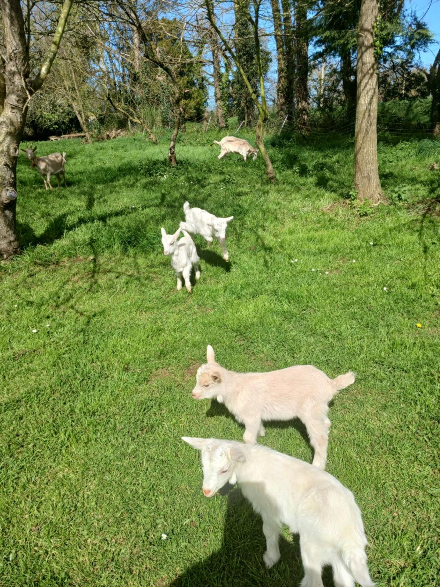 La Ferme Stanczak Appartement Tréguier Buitenkant foto