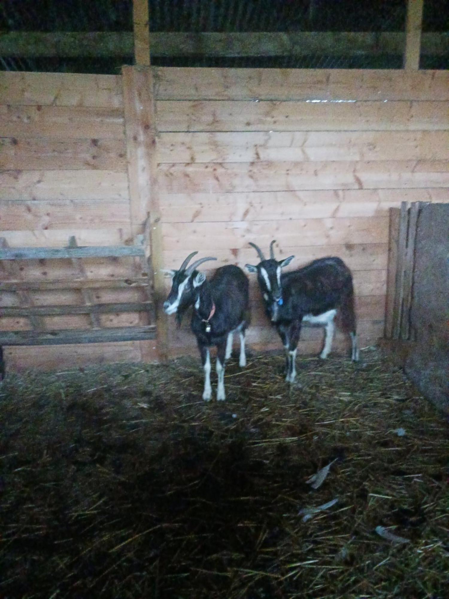 La Ferme Stanczak Appartement Tréguier Buitenkant foto