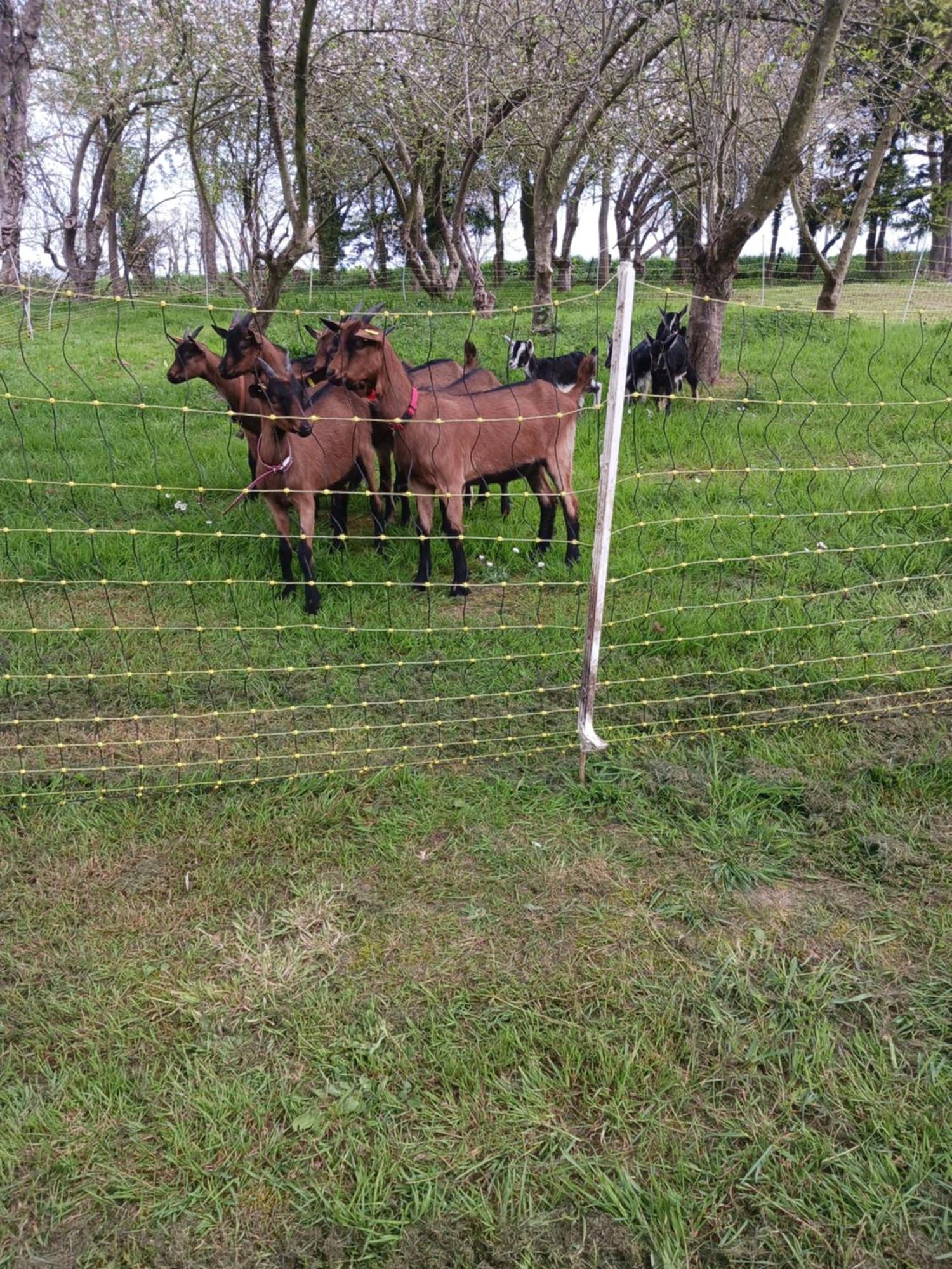 La Ferme Stanczak Appartement Tréguier Buitenkant foto